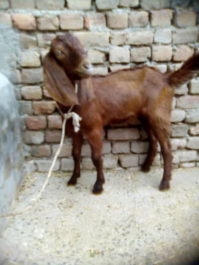 for sale beetle bakra 0301_5227413