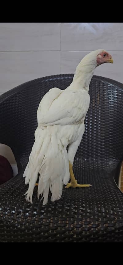 Pepar wite indion parrot beak cross