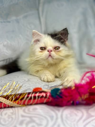 Peki face persian kittens | male kittens | Cfa blood line kittens