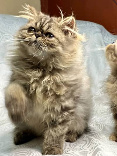 Peki face kittens | Persian kittens | cats | cfa bloodline | cats