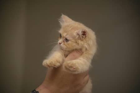 Persian kitten for sale per pair and single