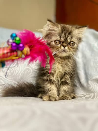 Peki face kittens | kittens | persian  kittens | cfa blood line