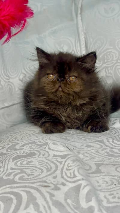 CFA persian cats | persian kittens | peki face | persian peki kittens