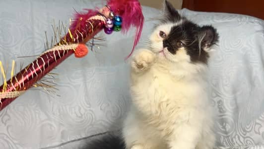 Peki face persian kittens | cats | Cfa kittens | cats | tebby kittens