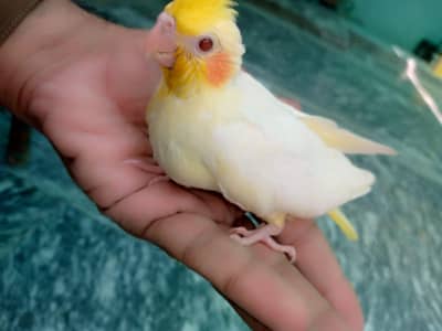 Cocktail chick for sale.