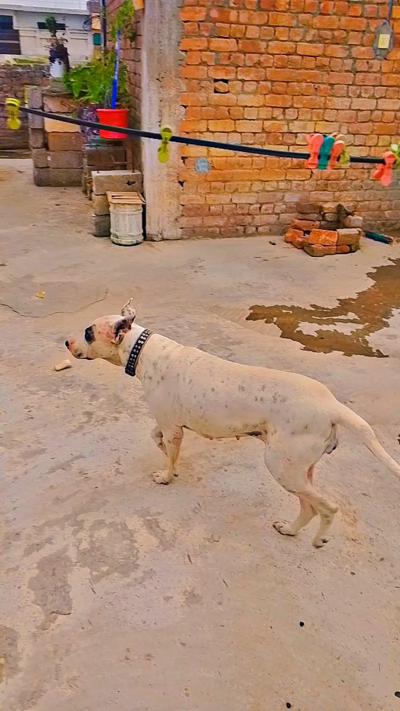 Pure kohati gultair female — photo 3