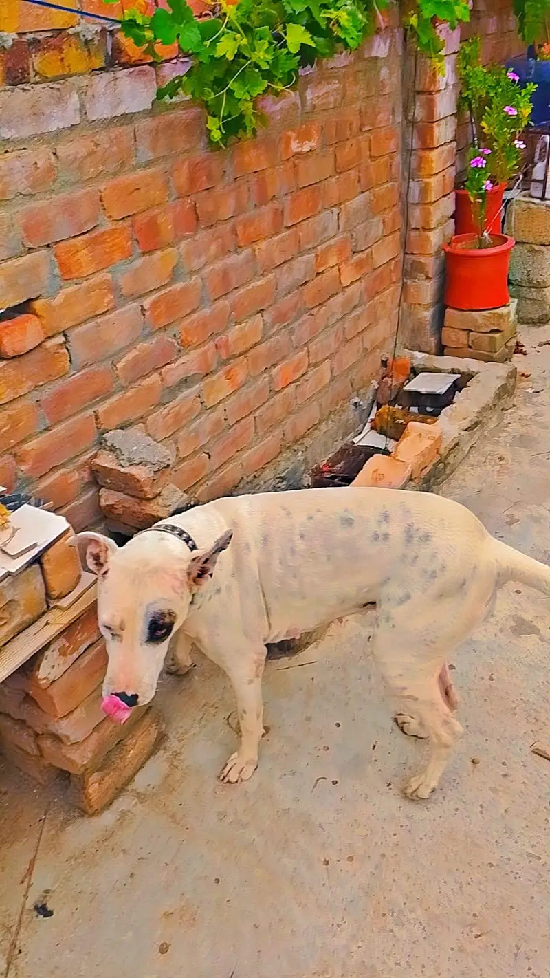 Pure kohati gultair female — photo 4