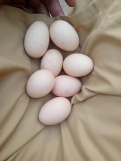 Garman shamo eggs for sale