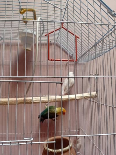love bird's