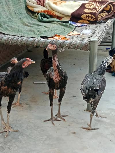 chicks for sale