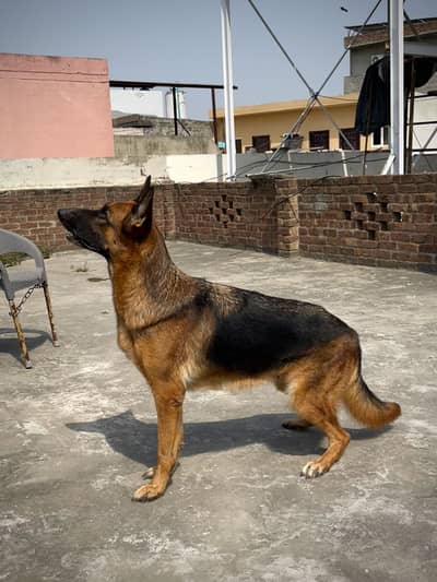 German shepherd breeder King size Female