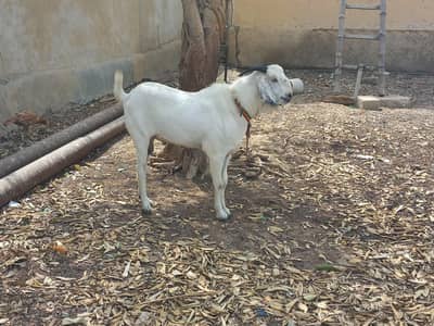 bakra for sell
