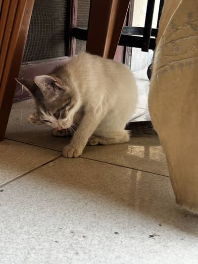 Female Persian kitten