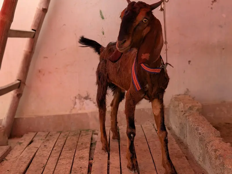 andu aur khassi aur teddy trio — photo 4