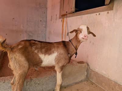 teddy bakra