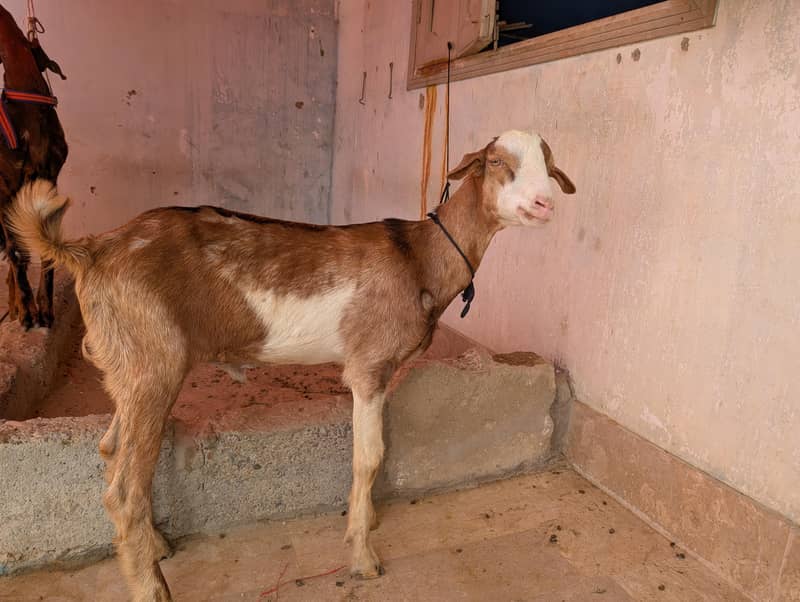 teddy bakra 1