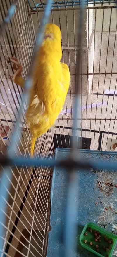 yellow ring parrot pair for sale