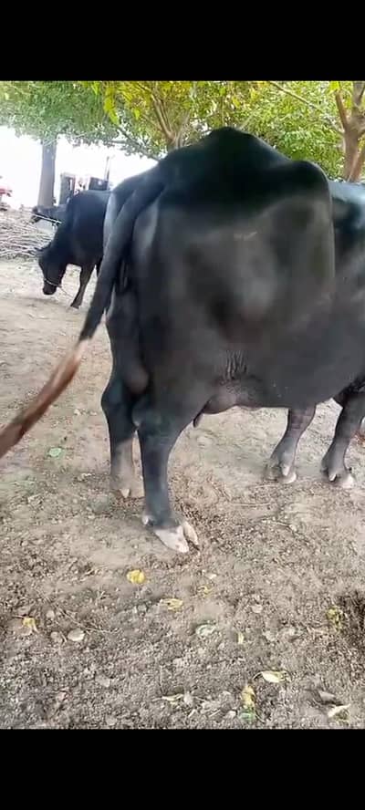 Neli Ravi Buffalo - 3th sowa - Height 5.6ft - Chak Beli Khan