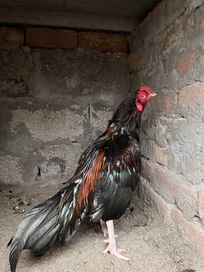 Amroha Cross Aseel Bird