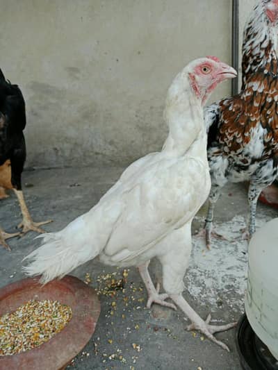 White Heera Aseel Madi