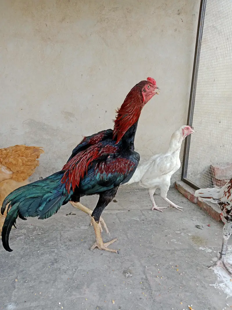 White Heera Aseel Madi — photo 2