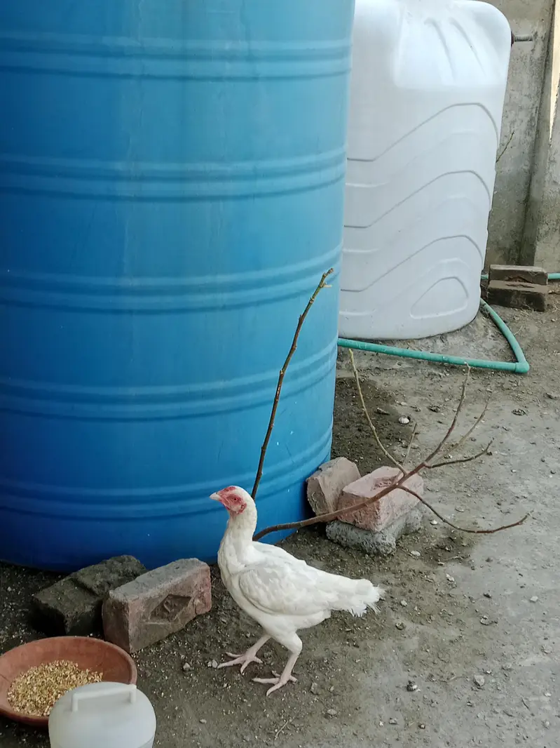 White Heera Aseel Madi — photo 4
