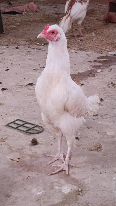 herre murghi heera murhga or chiks