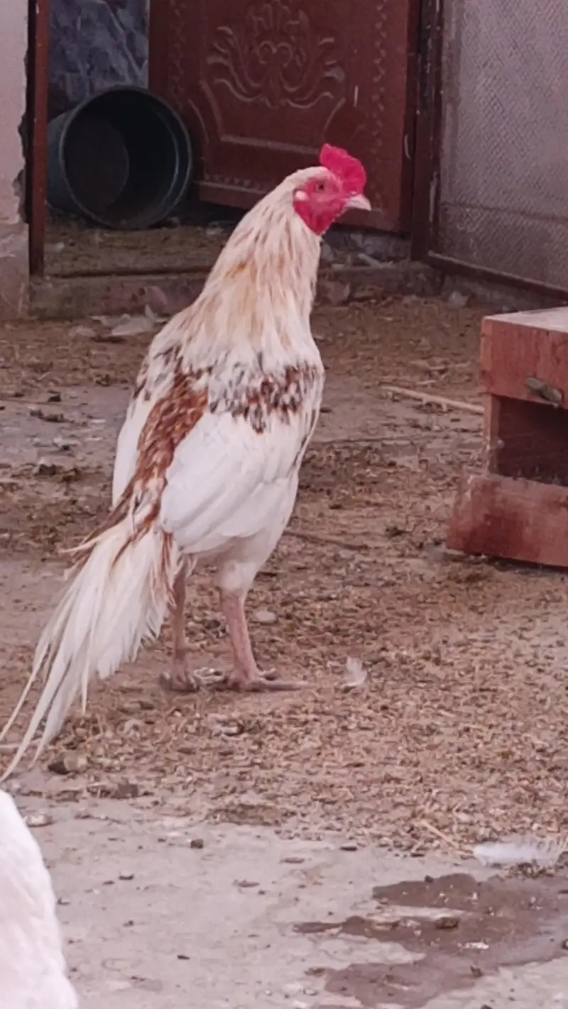 herre murghi heera murhga or chiks — photo 2