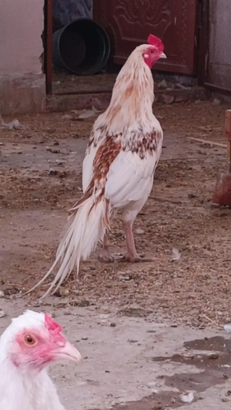 herre murghi heera murhga or chiks — photo 3