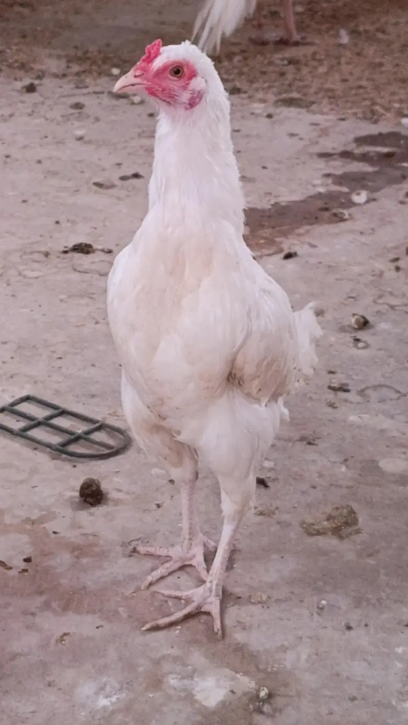 herre murghi heera murhga or chiks — photo 4