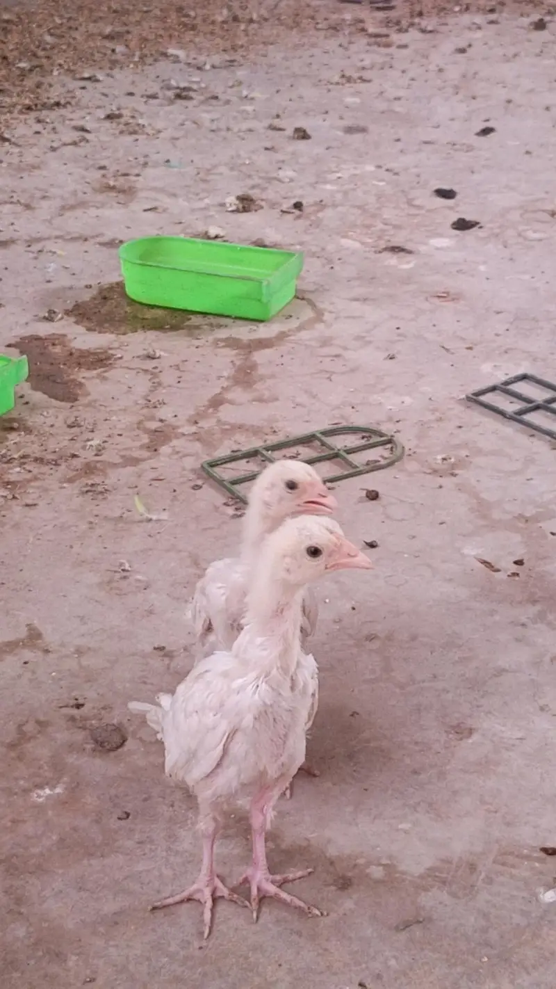 herre murghi heera murhga or chiks — photo 6