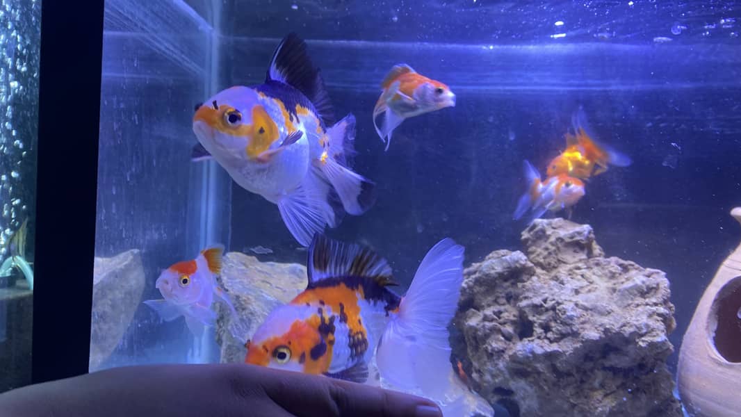 ORANDA GOLDFISH 0
