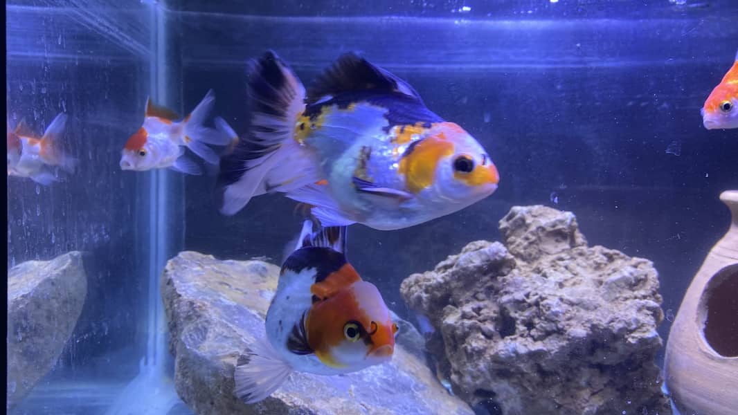 ORANDA GOLDFISH 1
