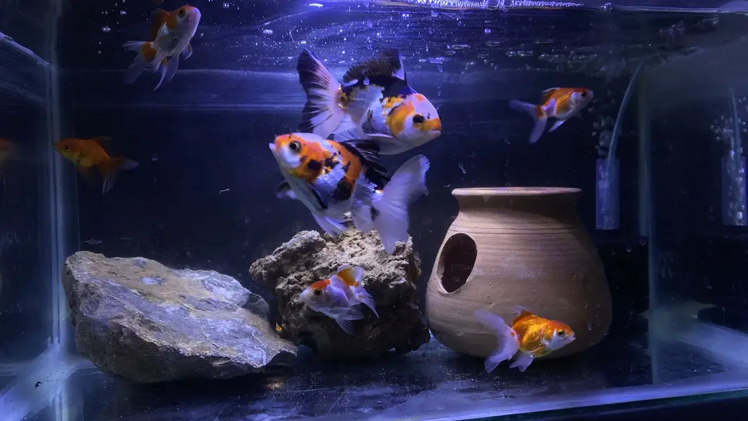 ORANDA GOLDFISH — photo 3