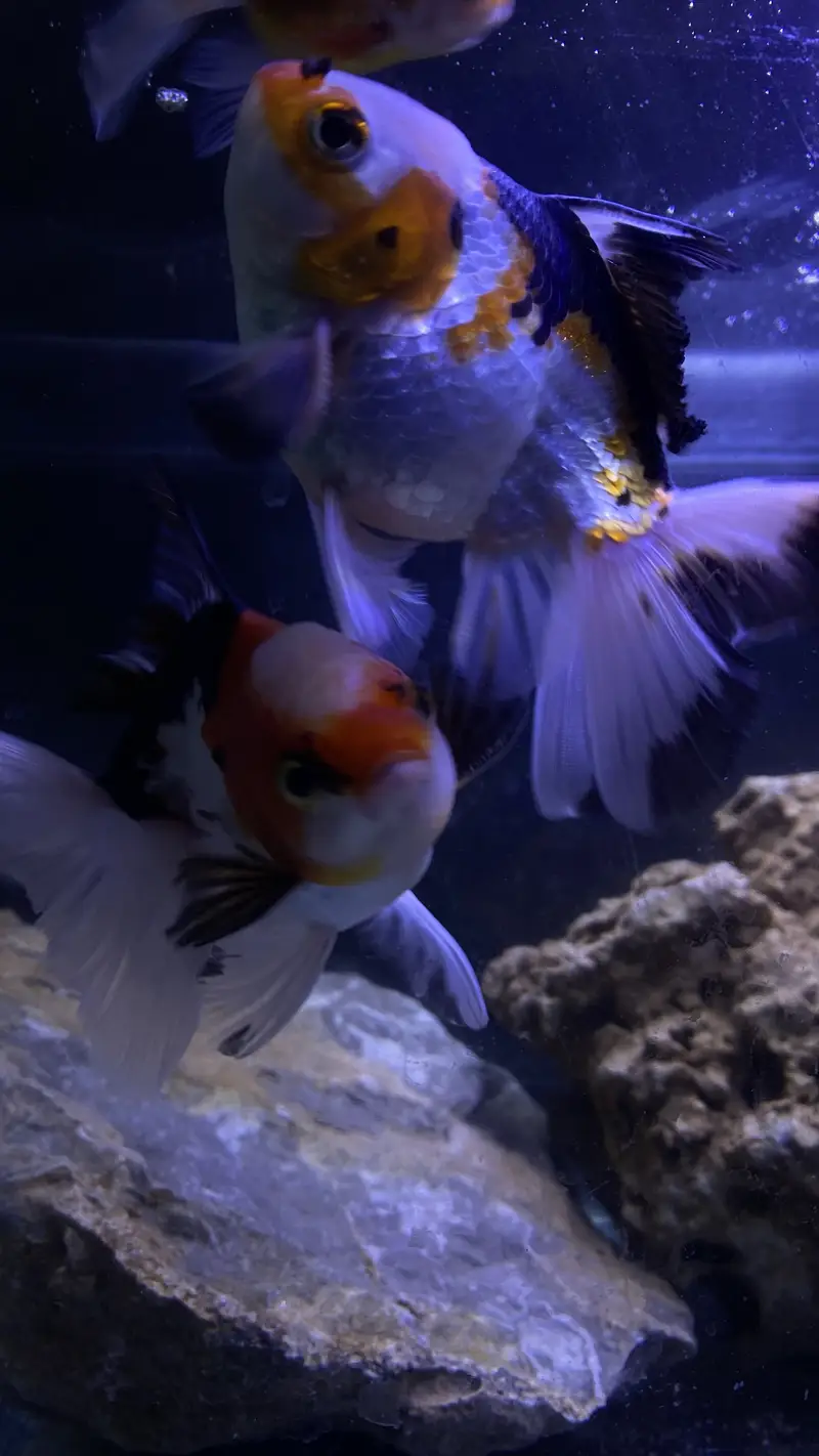 ORANDA GOLDFISH — photo 4