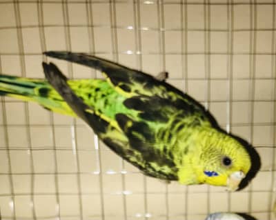 Black wing Female