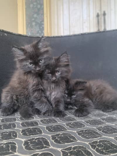 Persian kitten