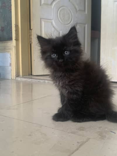 Persian kitten