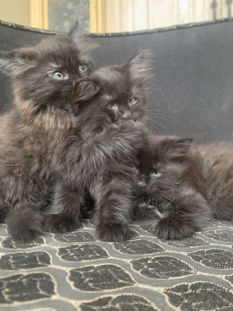 Persian kitten 2