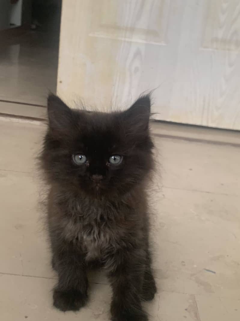 Persian kitten 3