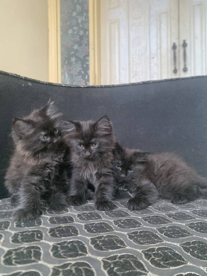 Persian kitten 4