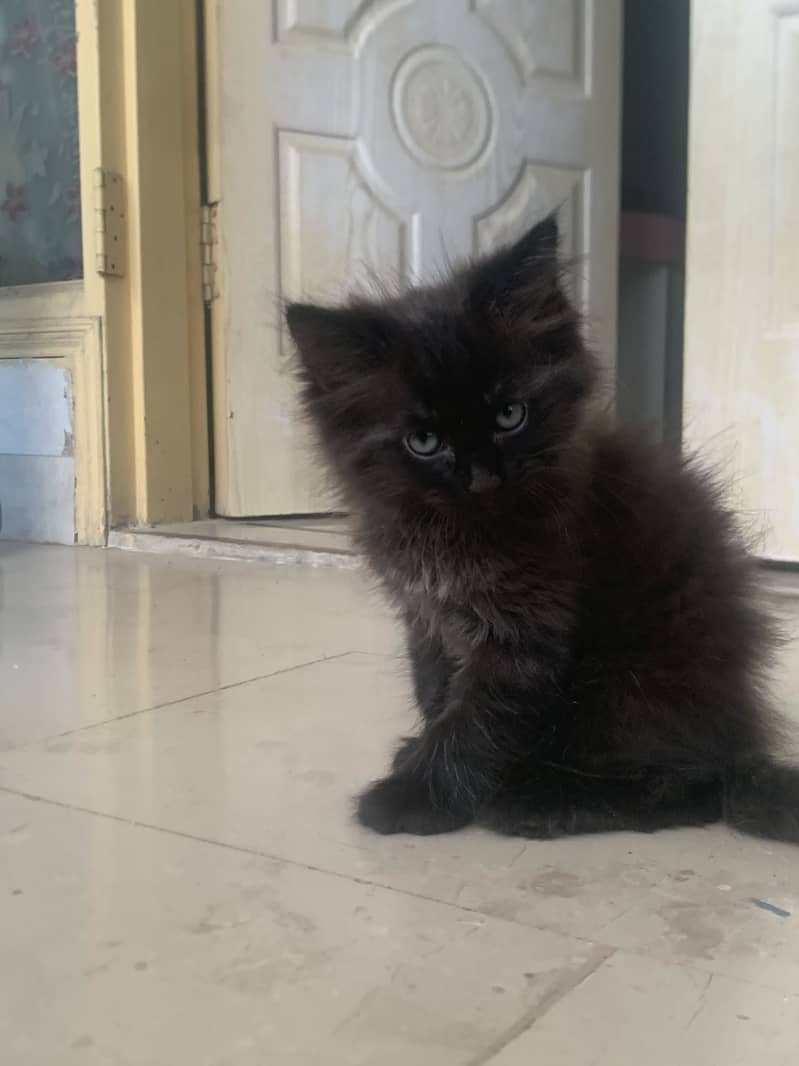 Persian kitten 5