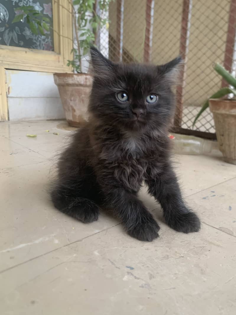 Persian kitten 6