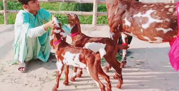 Desi Bakri   ____ 03066550324