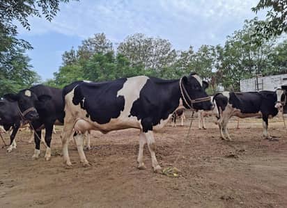 Freshly delivered cows