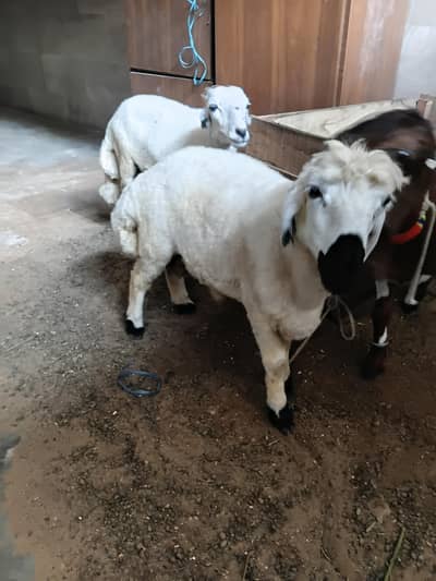 Dumba jori