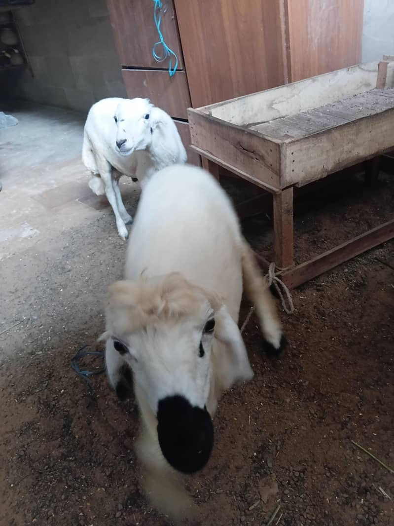 Dumba jori 5