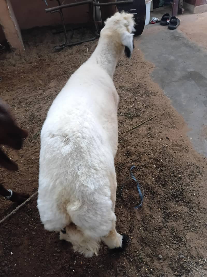 Dumba jori 6