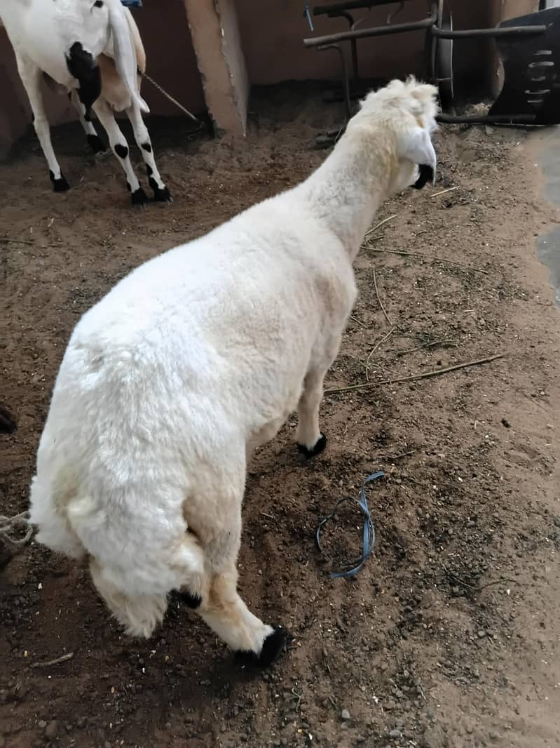 Dumba jori 8
