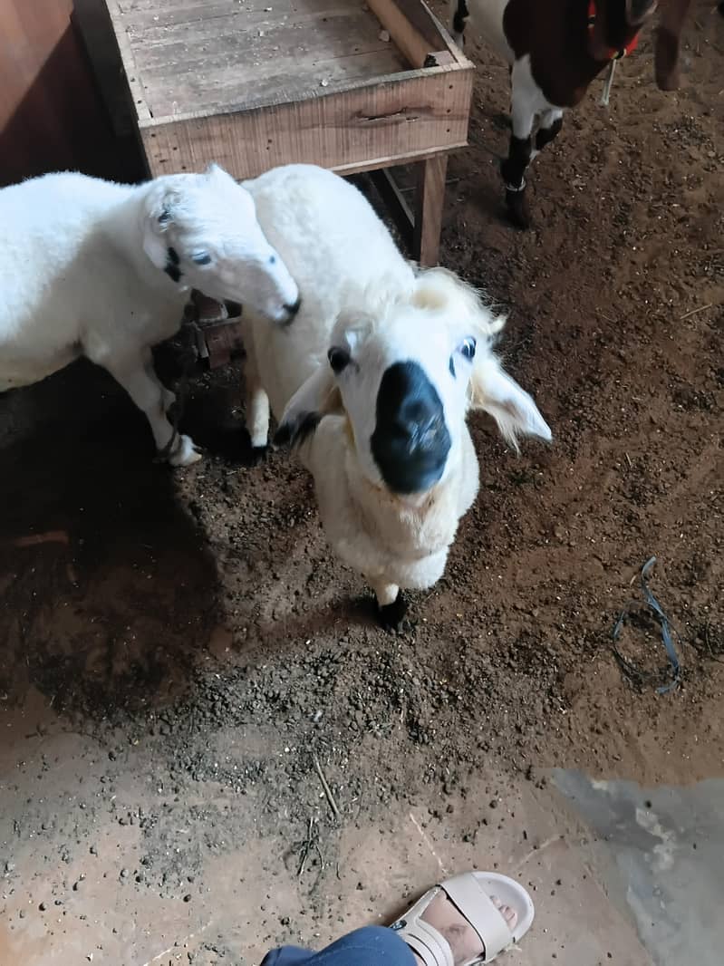 Dumba jori 9